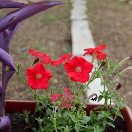 With A Parking Space Pirovac, Sibenik - 12508 Lejlighed *