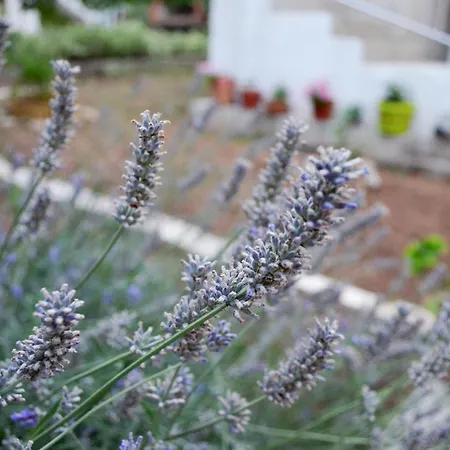 דירה With A Parking Space Pirovac, Sibenik - 12508 פירובאץ