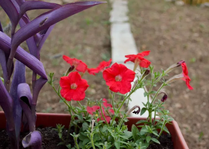 With A Parking Space Pirovac, Sibenik - 12508 דירה *